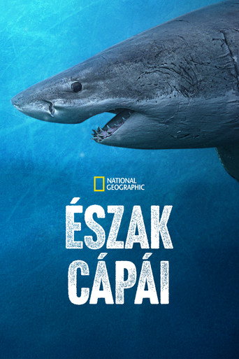 Észak cápái