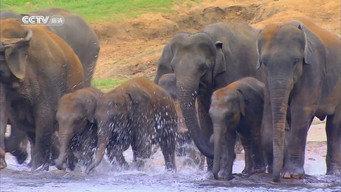 Green Paradise (2011- )