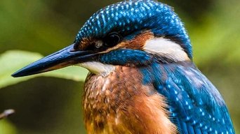 Secret Life of the Forest - S2E01