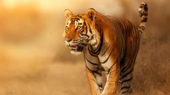 #1 Wild Cats of India