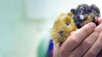 Fur Babies (2023- )