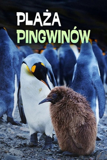 Penguin Baywatch
