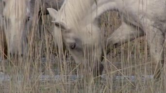Wild Horses of the Marshes (2015)