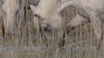 #3 Wild Horses of the Marshes