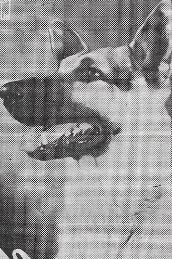 Image of Rin Tin Tin Jr.