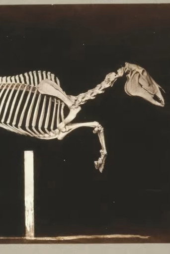 Skeleton of Horse