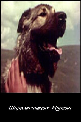 Sharplanina Dog Murgosh