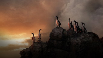 Wild Peru: Andes Battleground (2018)