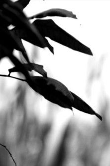 Mai i te kei o te waka ki te ihu o te waka poster