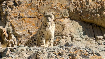 #23 Destination Wild: India