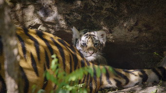 #6 Tiger
