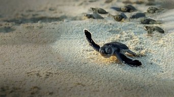 La increíble migración animal - S1E01