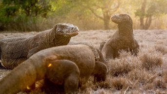 Wild Indonesia - S1E01
