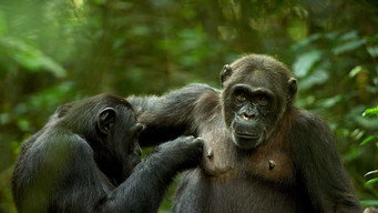 #7 The Mating Game
