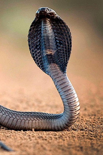 One Million Snake Bites (2011)