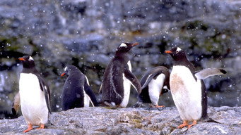 The Penguin Counters (2017)