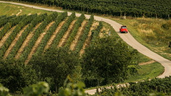Grapes media image