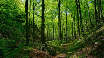 #8 Untamed Romania