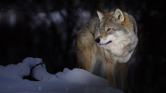 Escena 2 de Wild Lapland