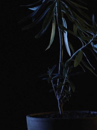 Untitled (Epilogue) (2015)