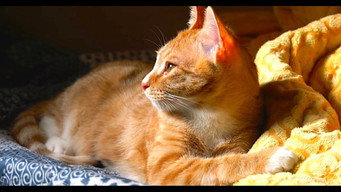 Cena 3 de Our Cat