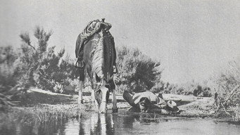 Texans Never Cry (1951)