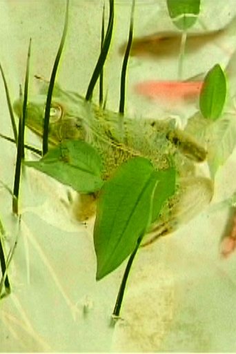 Imaginary pond with real frogs (2001)