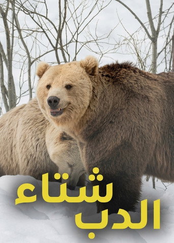 شتاء الدب