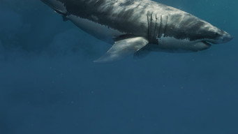 #4 Shark Below Zero