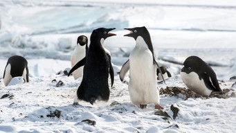 Galeria 4 - Los pingüinos