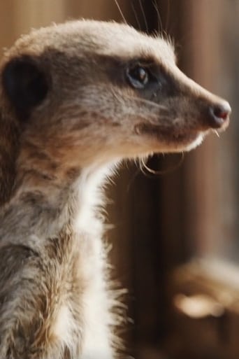 Image of Elvis the Meerkat