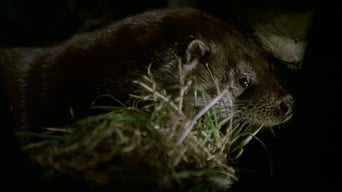 #7 Tarka the Otter