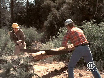 Timber!