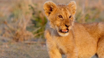 León