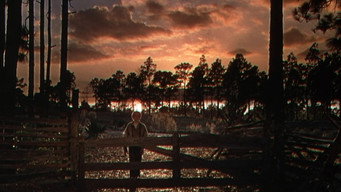 #13 The Yearling