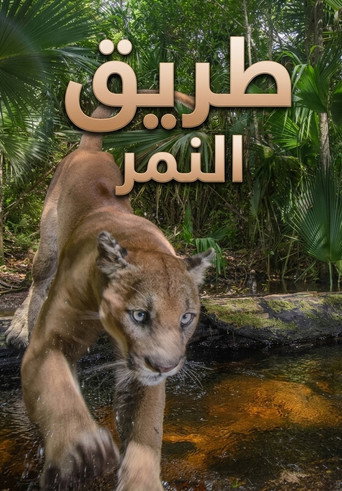 ملصق طريق النمر