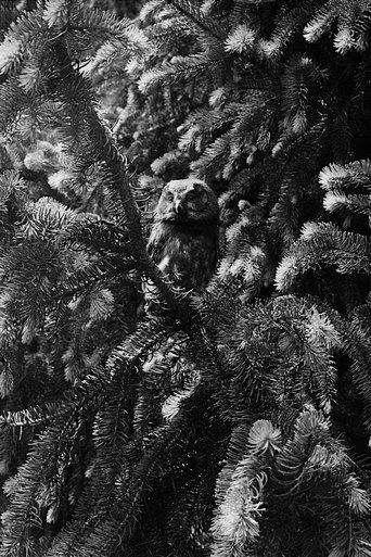 Fragmente aus dem Leben der Vögel in den Alpen (1954)