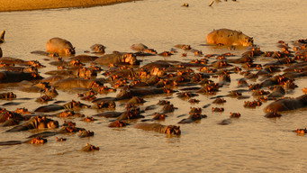 #5 Hippo vs Croc