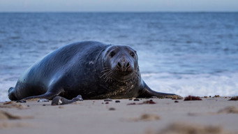 #5 North Sea  Nature Untamed