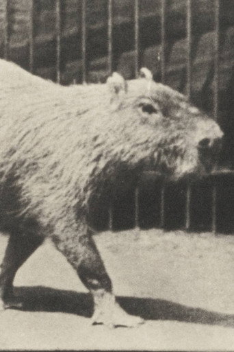 Capybara Walking