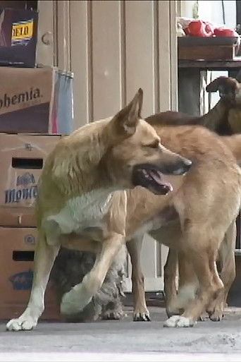 Perros perdidos poster