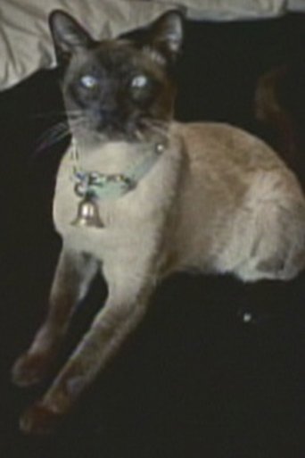 Image of Pyewacket