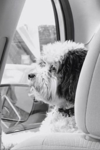 Mr. Trooper Goes to Dallas