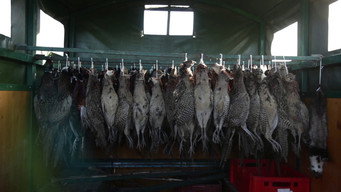 Long Live Hunting! (2014)