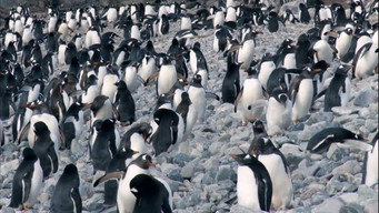 The Antartic
