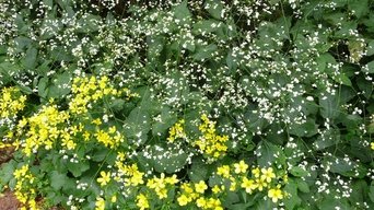 Carol Klein's Plant Odysseys - S1E01