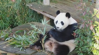 Real Life in the Zoo - S4E01