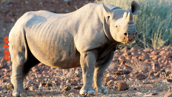 Save the Wild (2023- )