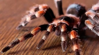 #1 Tarantulas: The Deadly Cargo