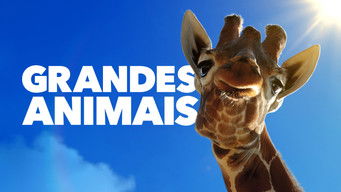 Cena de Grandes Animais